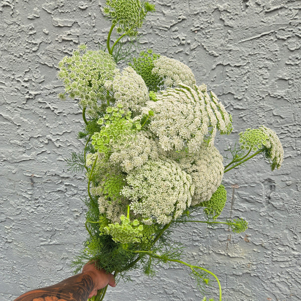 LOCAL Queen Anne's Lace