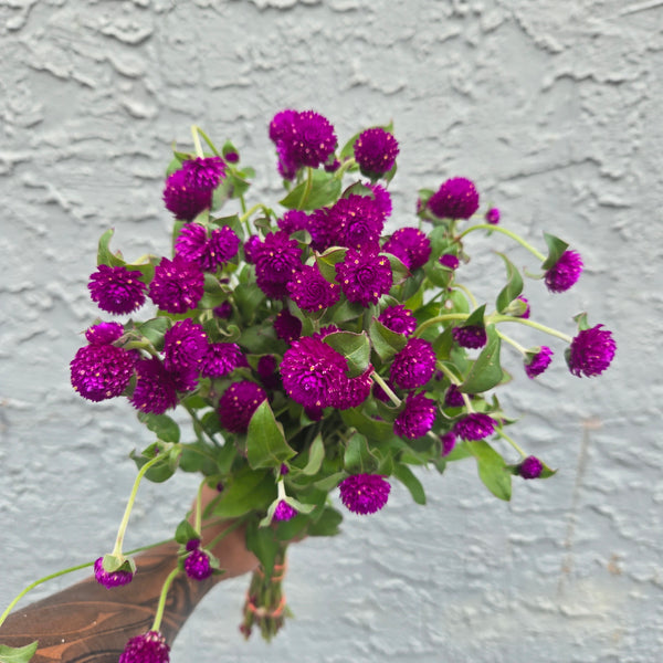 LOCAL Gomphrena