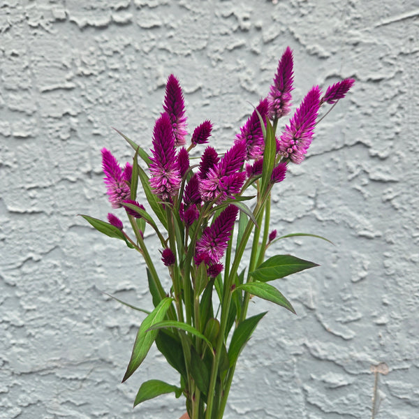 LOCAL Wheat Celosia