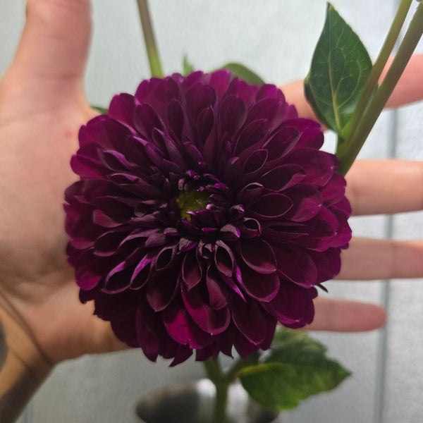 LOCAL Dahlias