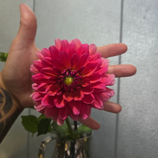 LOCAL Dahlias
