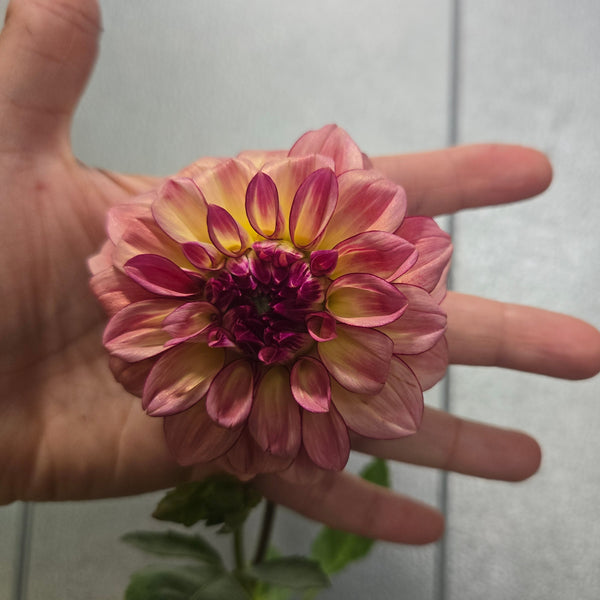LOCAL Dahlias