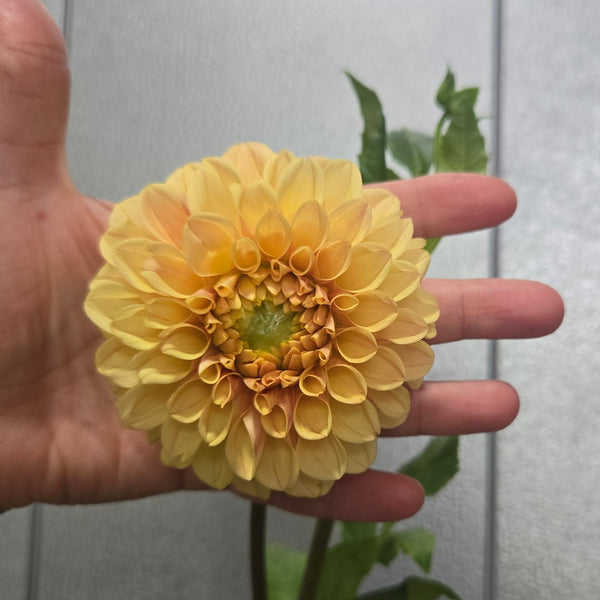 LOCAL Dahlias