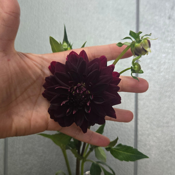 LOCAL Dahlias