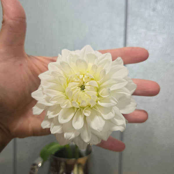 LOCAL Dahlias