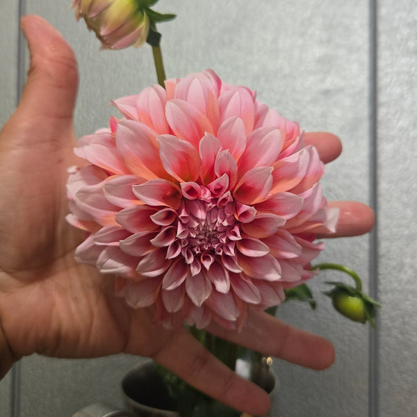LOCAL Dahlias