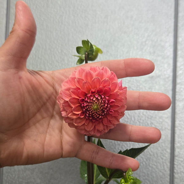 LOCAL Dahlias