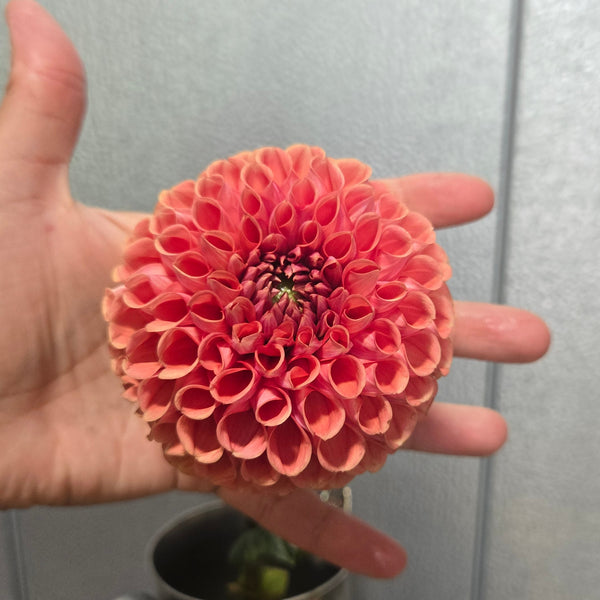 LOCAL Dahlias