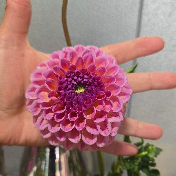 LOCAL Dahlias