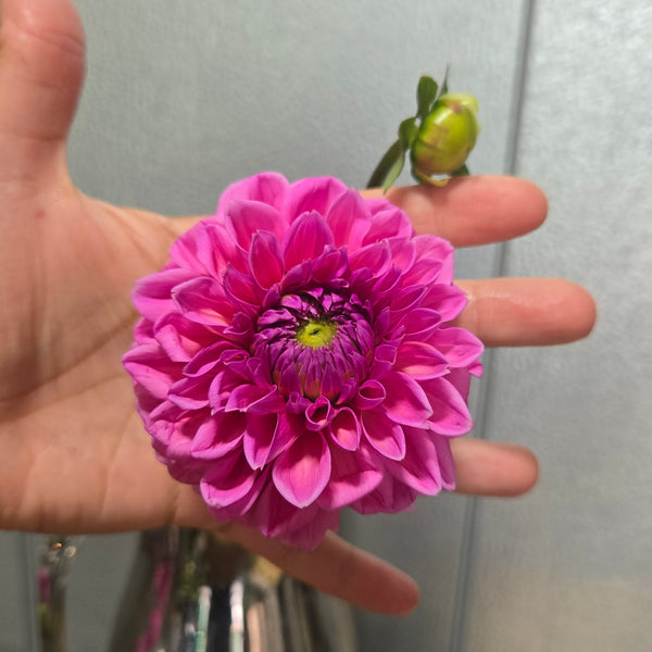 LOCAL Dahlias