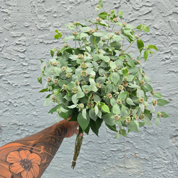LOCAL Mint