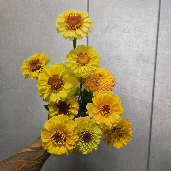 LOCAL Zinnia