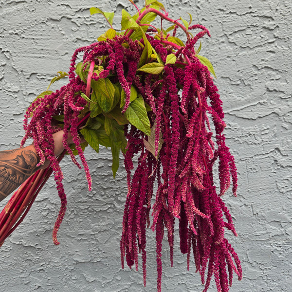 LOCAL Amaranthus