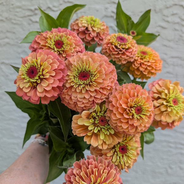 LOCAL Zinnia