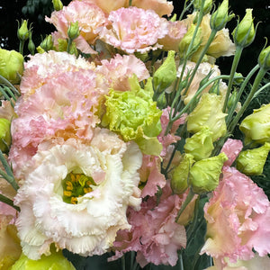 Lisianthus | Local