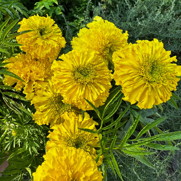 LOCAL Marigold