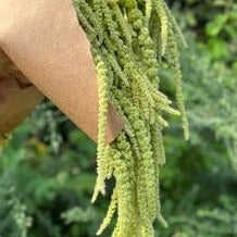 Amaranthus | Hanging