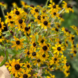 Blackeye Susan | Local