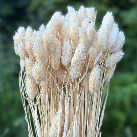 Dried Goods: Dried Phalaris (Textured Bunny Tails)