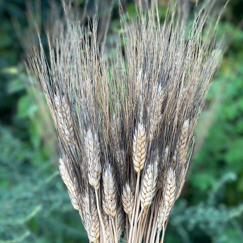 Dried Goods: Blackbeard Wheat