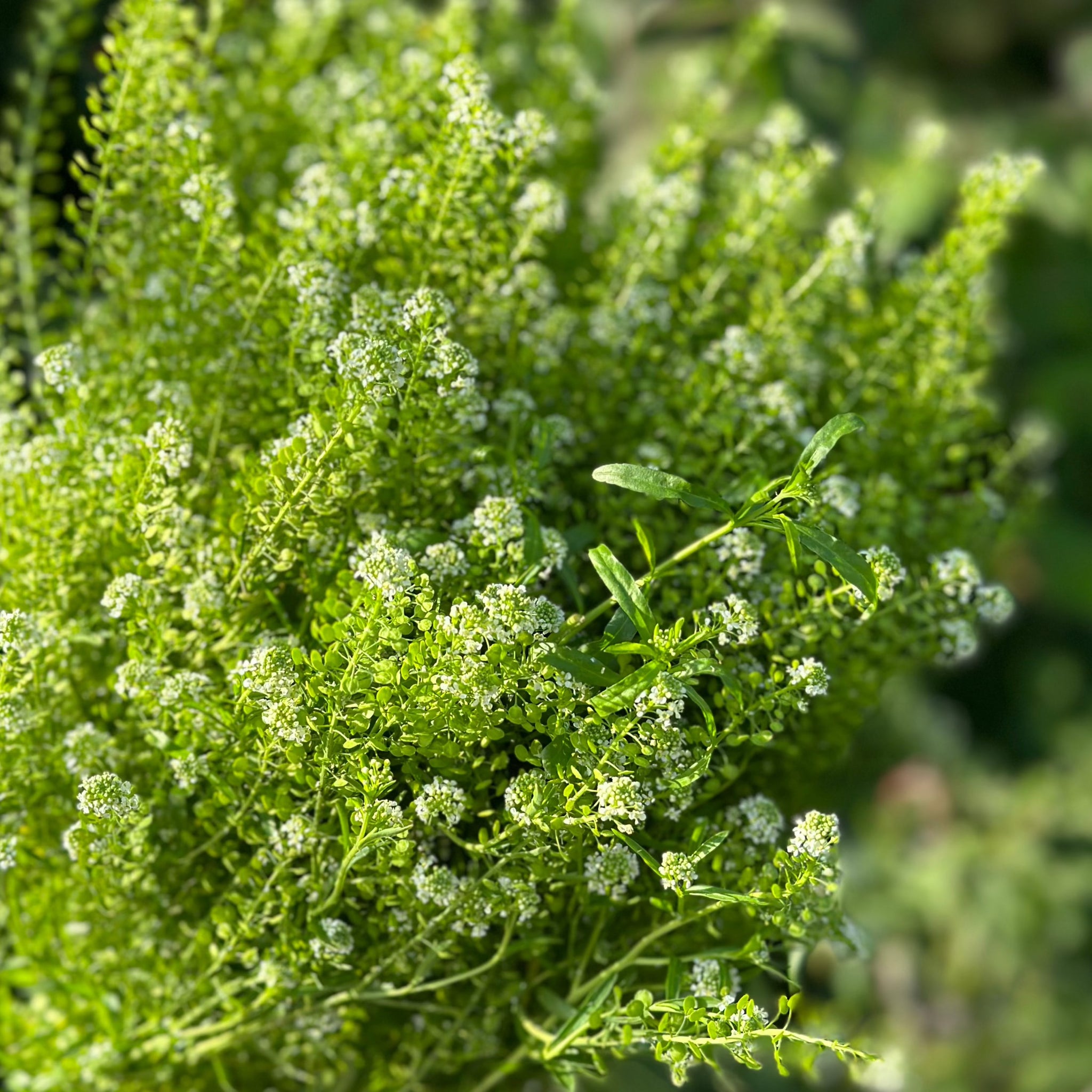 Pennycress