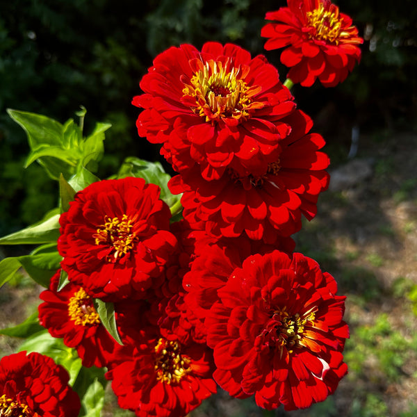 Zinnia | Local