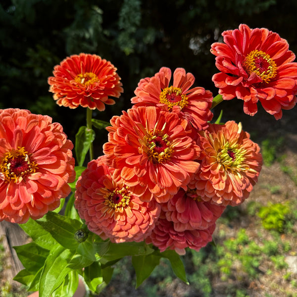 Zinnia | Local