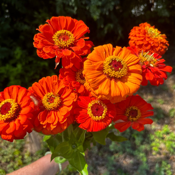 Zinnia | Local
