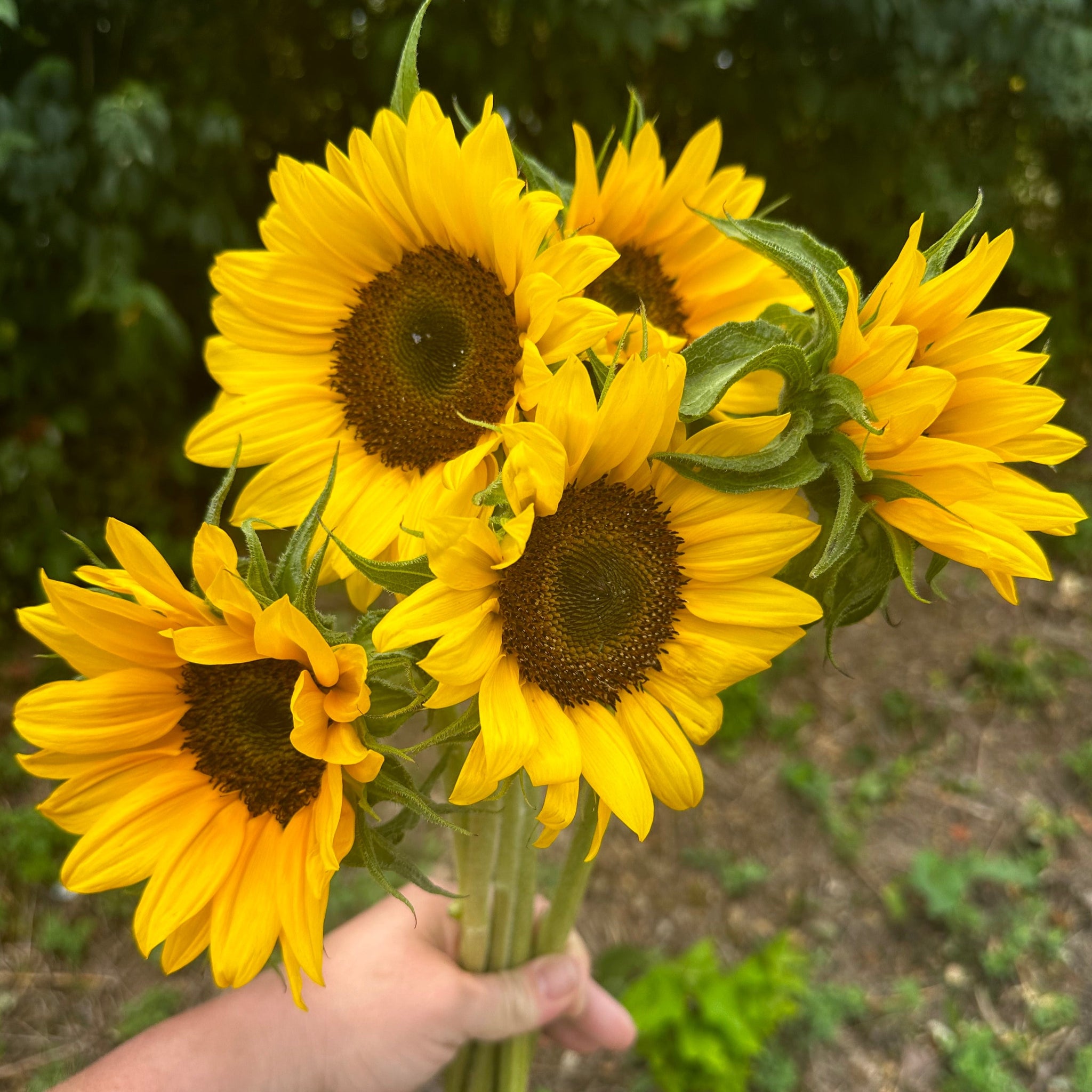 Sunflower | Local
