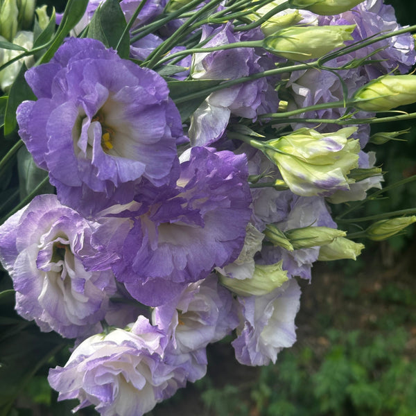 Lisianthus | Local