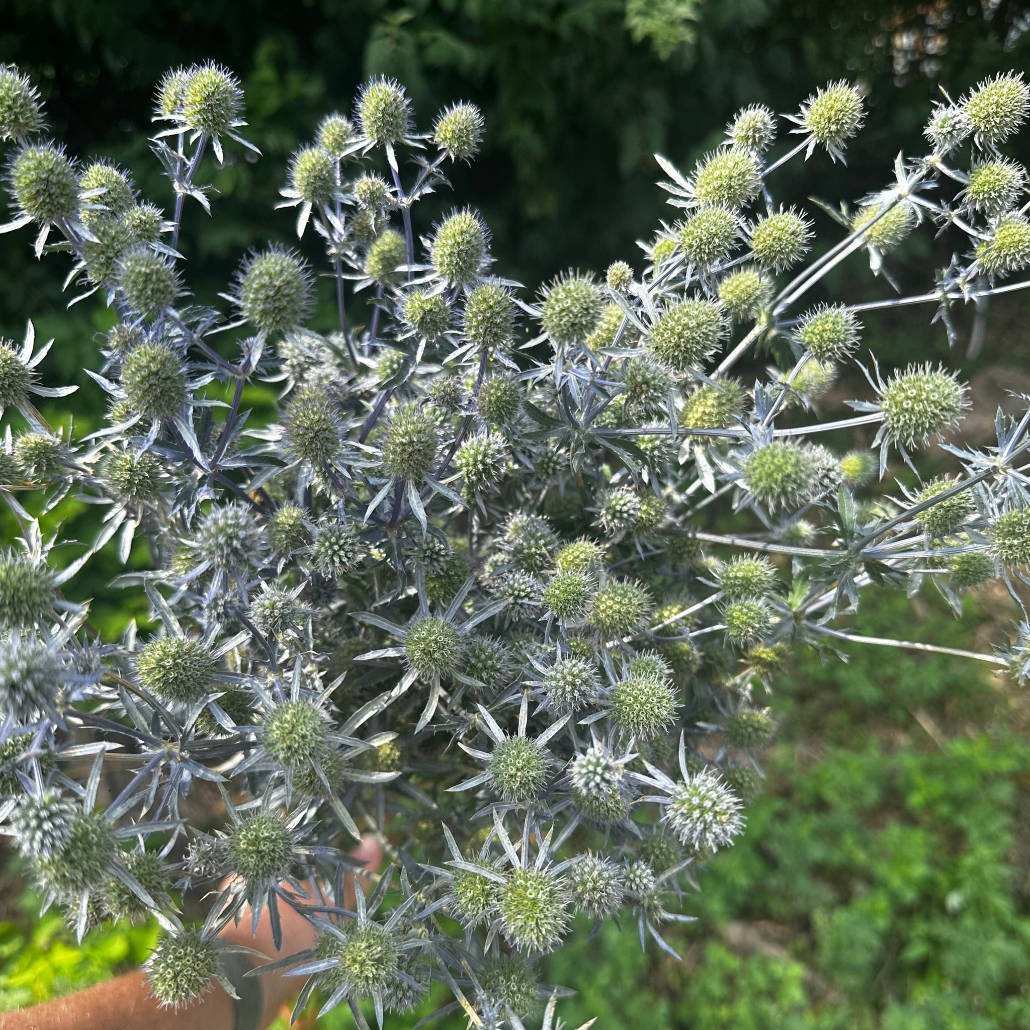 Sea Holly | Local