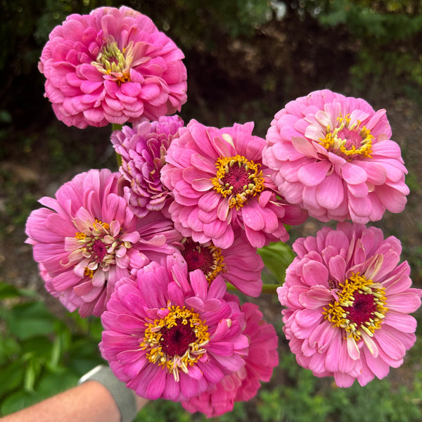 Zinnia | Local