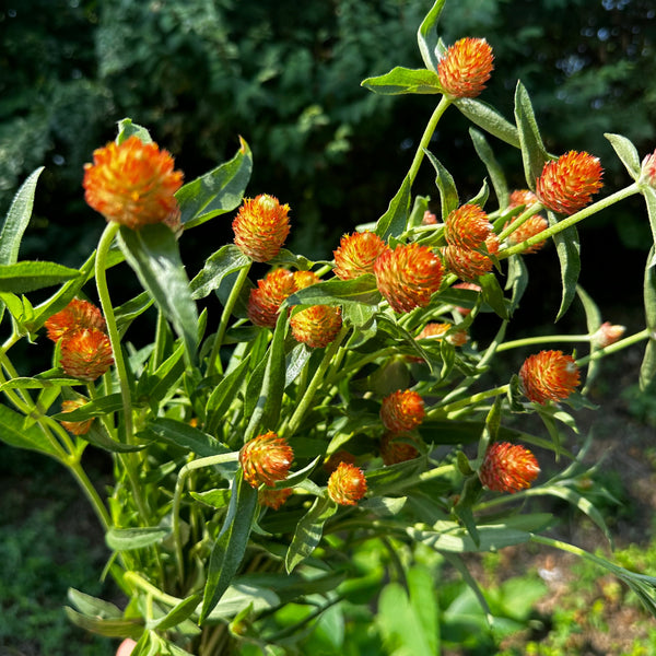 Gomphrena | Local