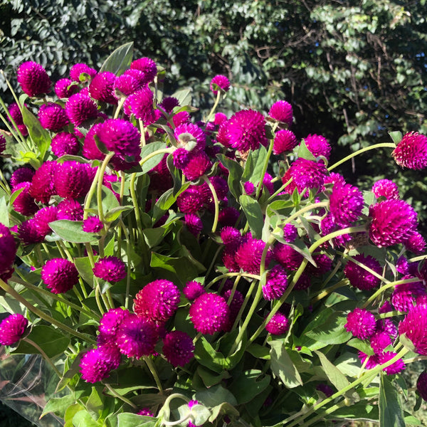 Gomphrena | Local