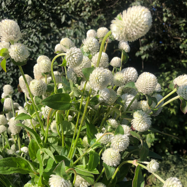 Gomphrena | Local