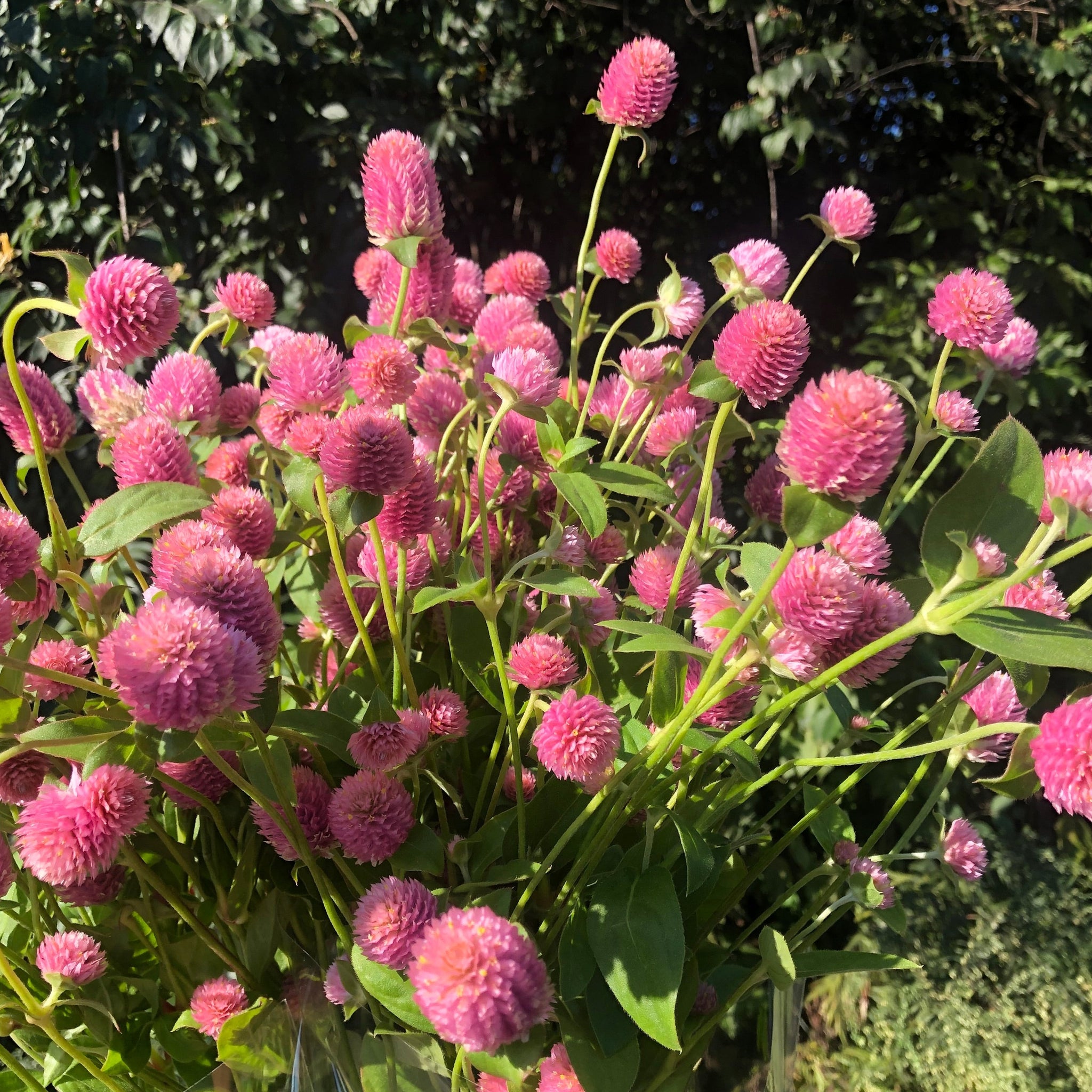 Gomphrena | Local