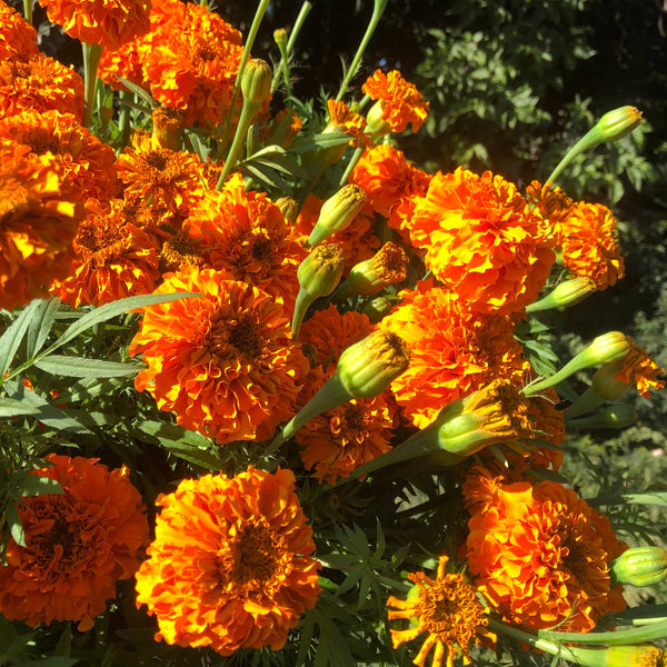 LOCAL Marigold