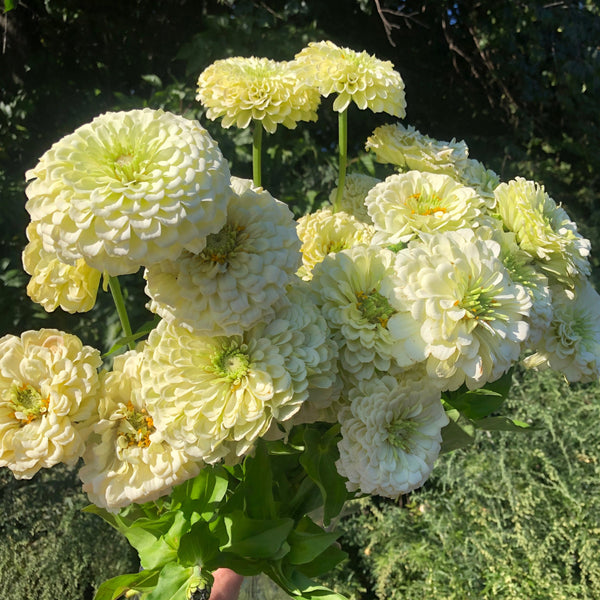 Zinnia | Local
