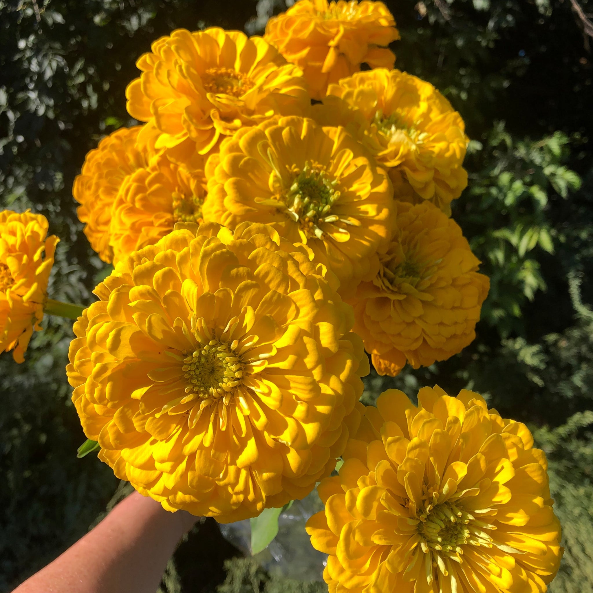 Zinnia | Local