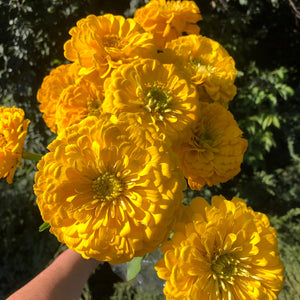 Zinnia | Local