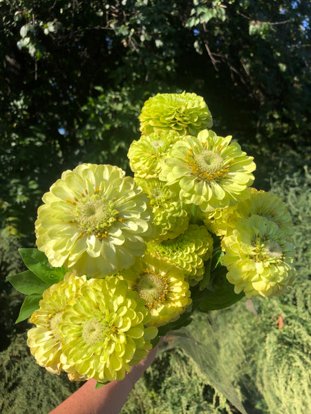 Zinnia | Local