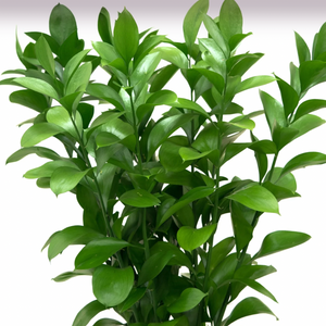 Israeli Ruscus