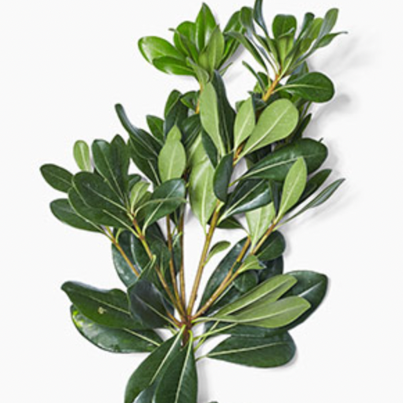 Pittosporum