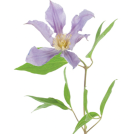 Clematis