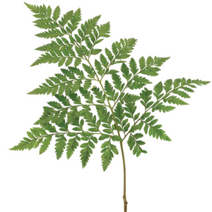 Leatherleaf Fern