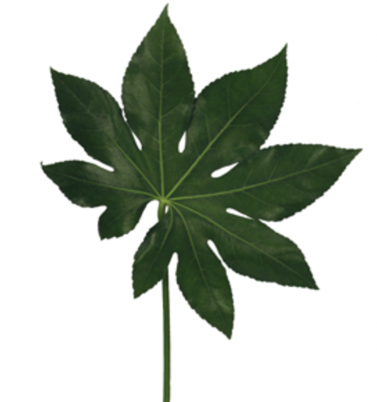 Fatsia Japonica