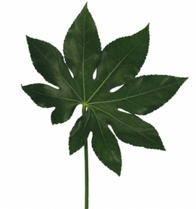 Fatsia Japonica