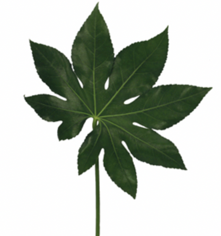 Fatsia Japonica
