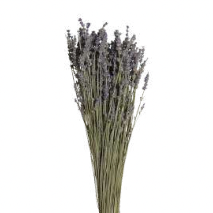 Dried Goods: Lavender