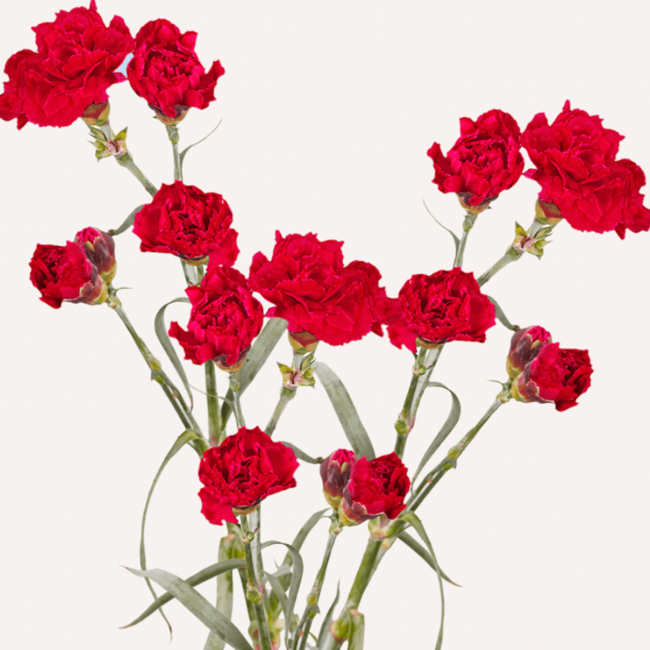 Carnation Mini